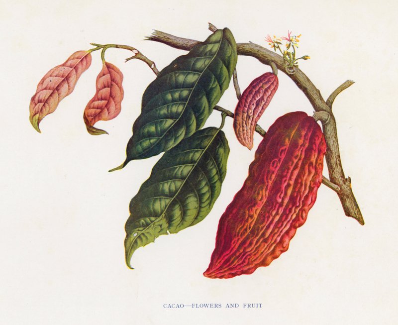 Cacao, Flowers and Fruit by English School