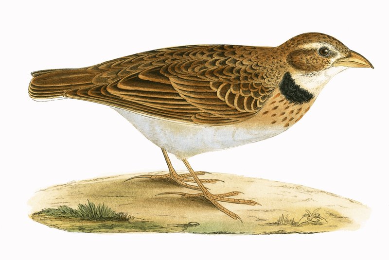 Calandra Lark, illustration from 
