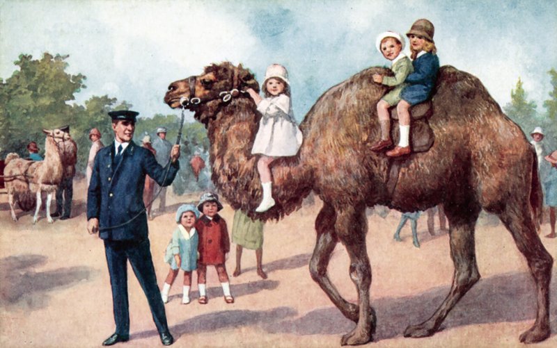 Camel Carrying Children, London Zoo by English School
