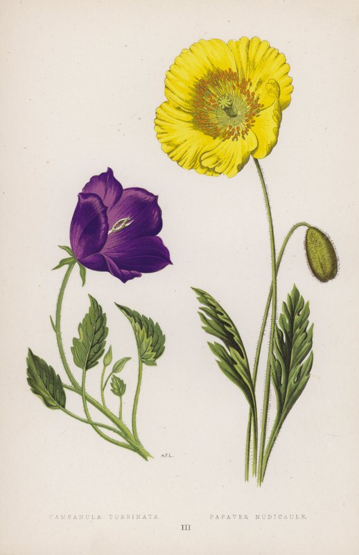 Campanula Turbinata; Papaver Nudicaule by English School