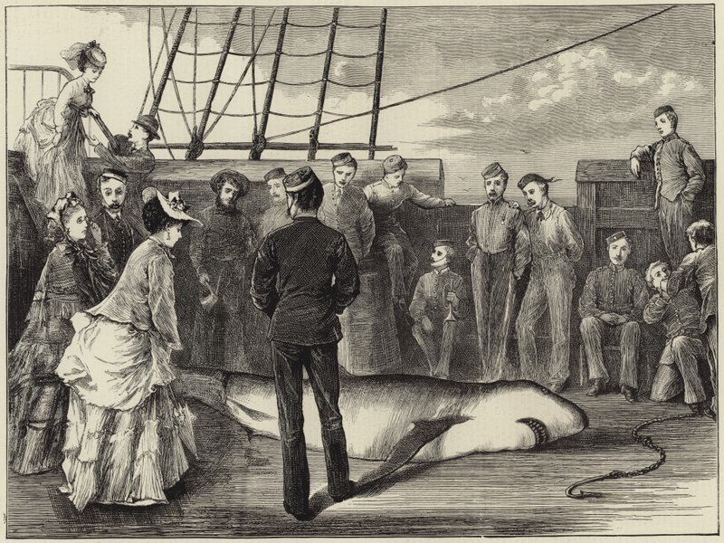 Capture of a shark in the tropics by English School