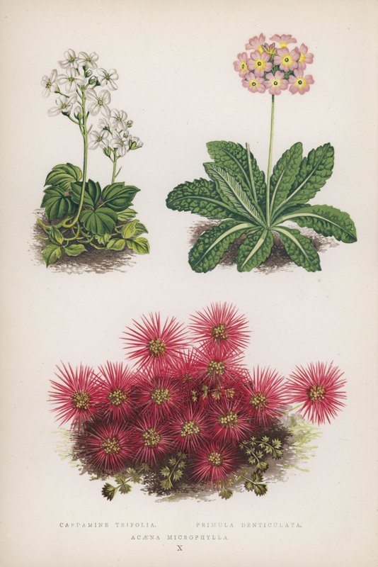 Cardamine Trifolia; Primula Denticulata; Acaena Microphylla by English School
