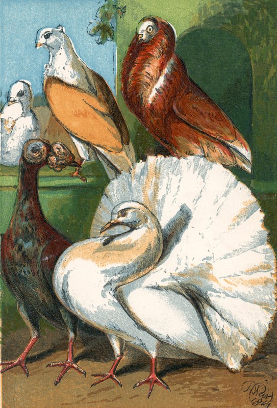 Carrier, fantail, and fancy pigeons by English School