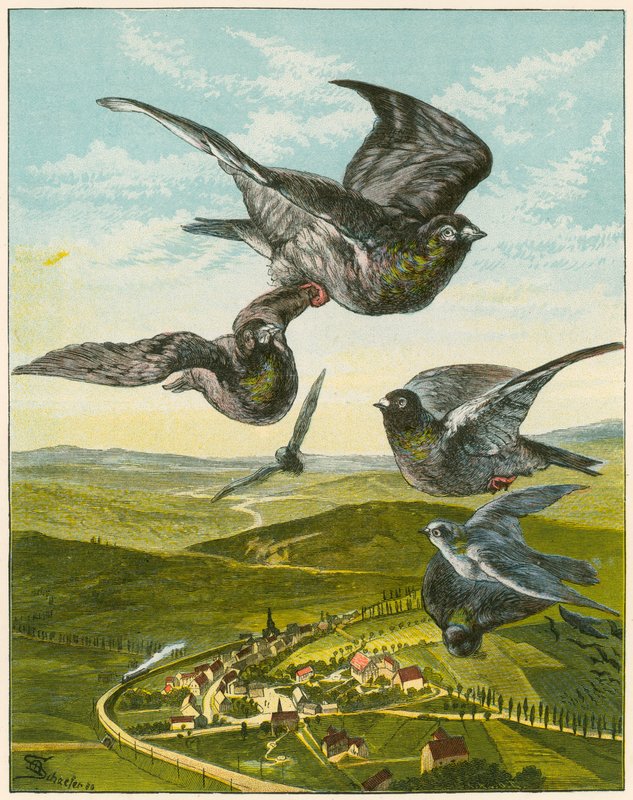 Carrier Pigeons by English School