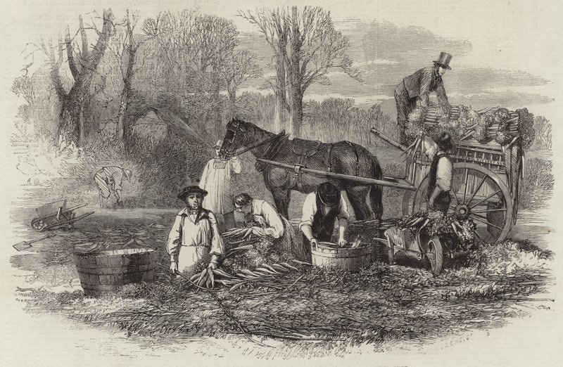 Carrots for the London market by English School