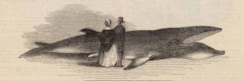 Catching a Whale off Deptford Pier: The Whale by English School