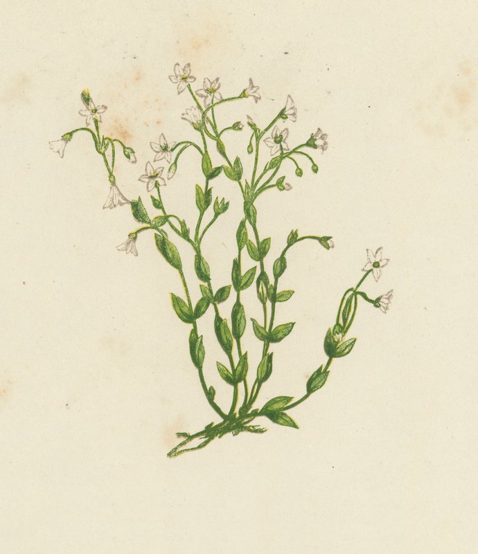 Cathartic Flax, Linum Catharticum by English School