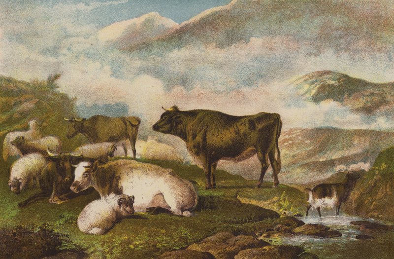 Cattle, Early Morning by English School