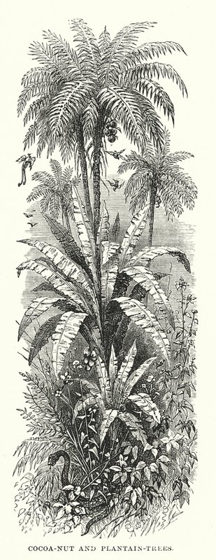 Central America: Cocoa-nut and plantain-trees by English School