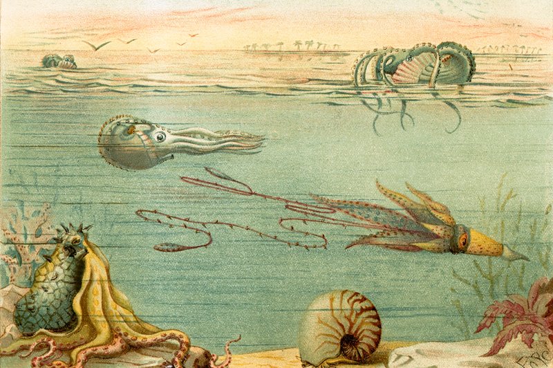 Cephalopoda by English School