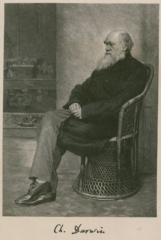 Charles Darwin by English School