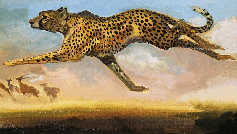 Cheetah by English School