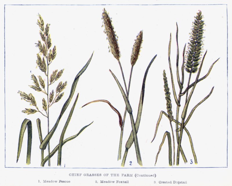 Chief Grasses of the Farm by English School