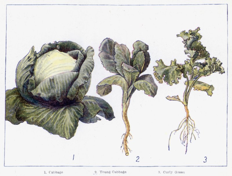 Chief Varieties of Green-Crop by English School
