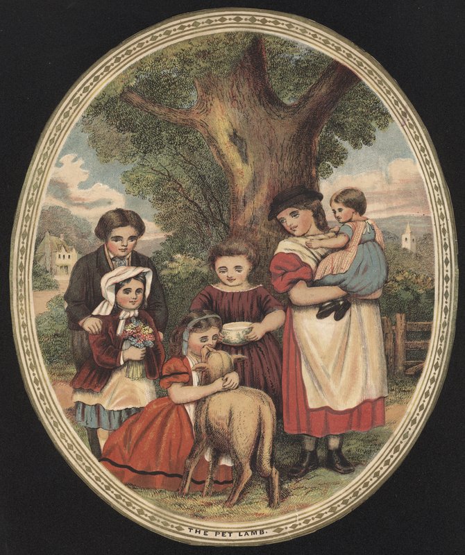 Children looking after their pet lamb by English School