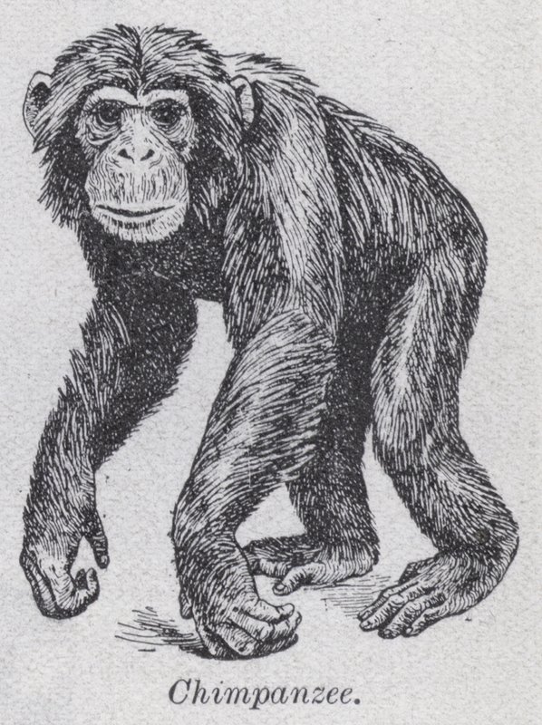 Chimpanzee by English School