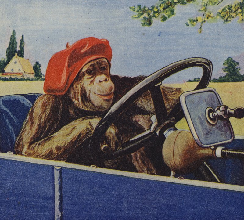 Chimpanzee driving a car by English School