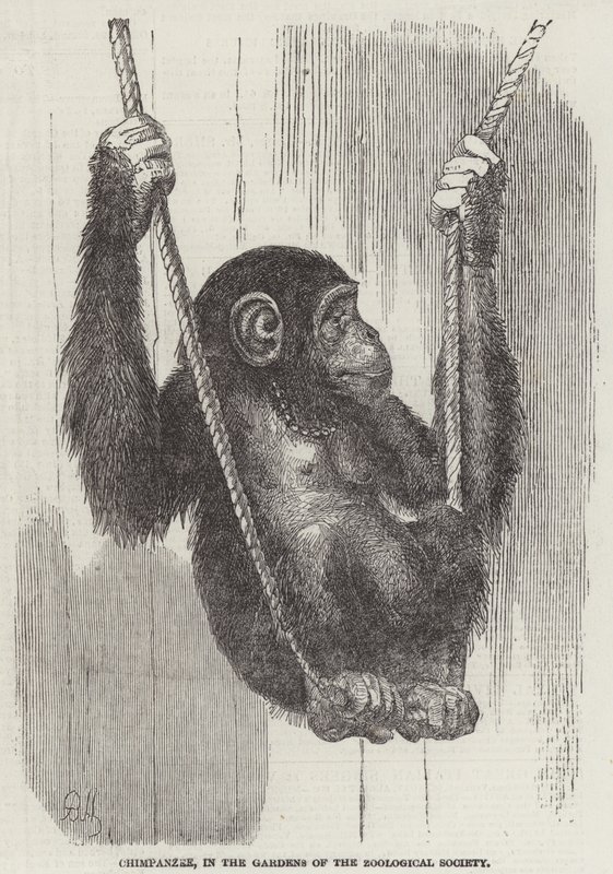 Chimpanzee, in the Gardens of the Zoological Society by English School