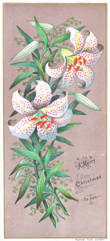 Christmas Lilies by English School