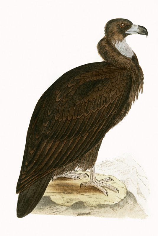 Cinereous Vulture, illustration from 