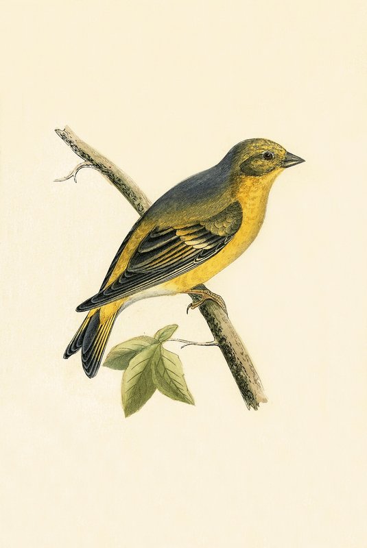 Citril Finch, illustration from 