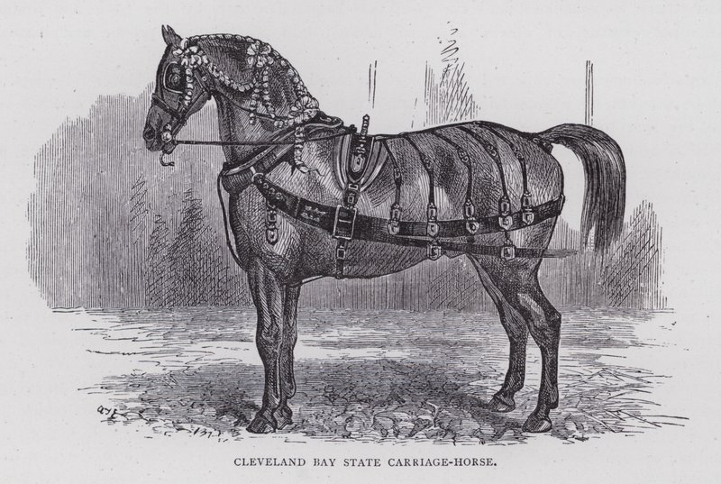 Cleveland Bay State Carriage-Horse by English School