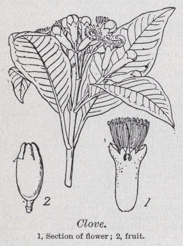 Clove by English School