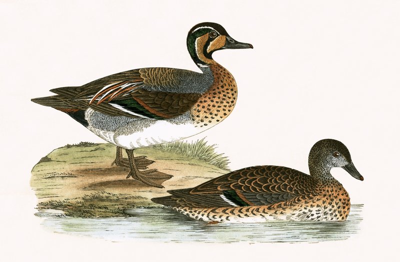 Clucking Teal, illustration from 