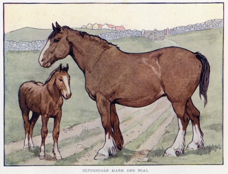 Clydesdale Mare and Foal by English School