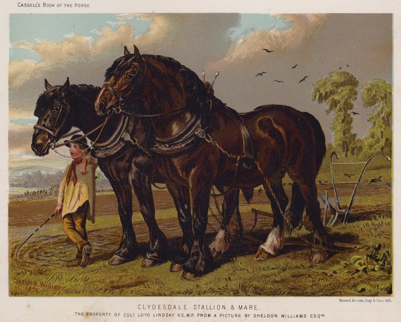 Clydesdale Stallion and Mare, The Property of Colonel Loyd Lindsay, VC, MP by English School
