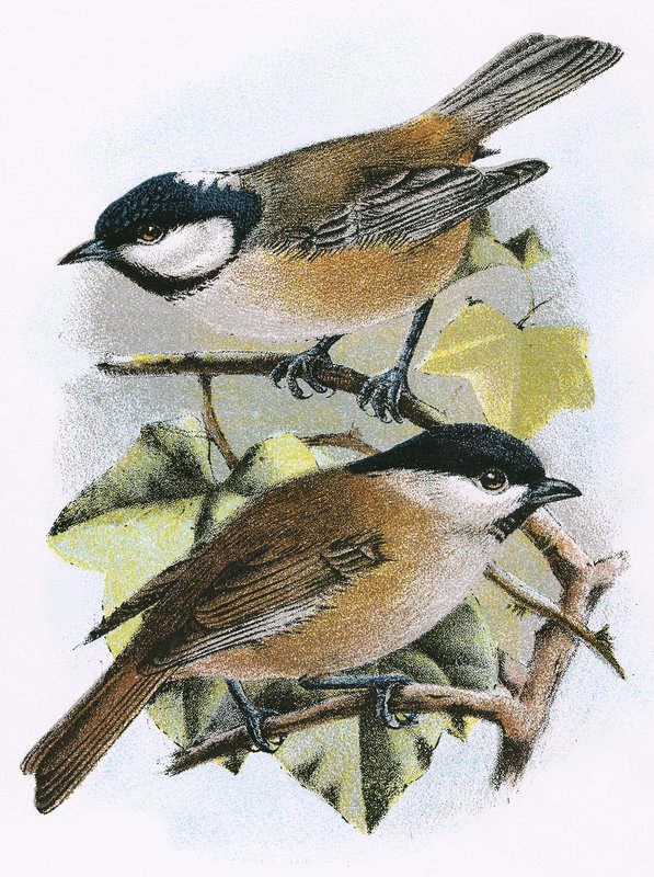 Coal Tit (Top) and Marsh Tit (Bottom) by English School