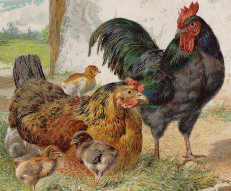 Cockerel, hen and chicks by English School