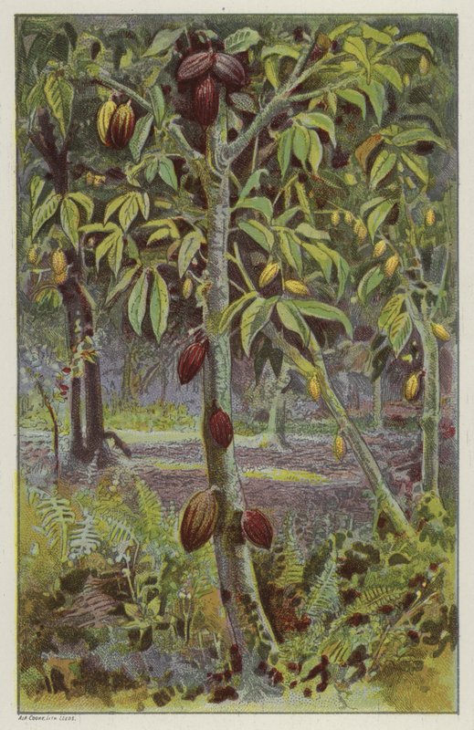 Cocoa plantation, Trinidad by English School