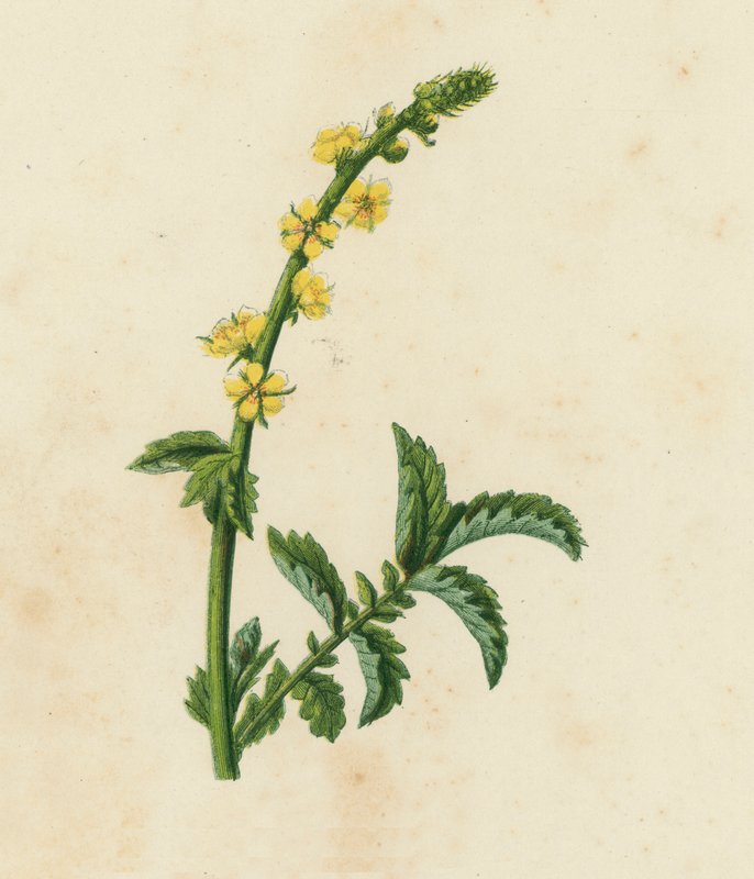 Common Agrimony, Agrimonia Eupatoria by English School