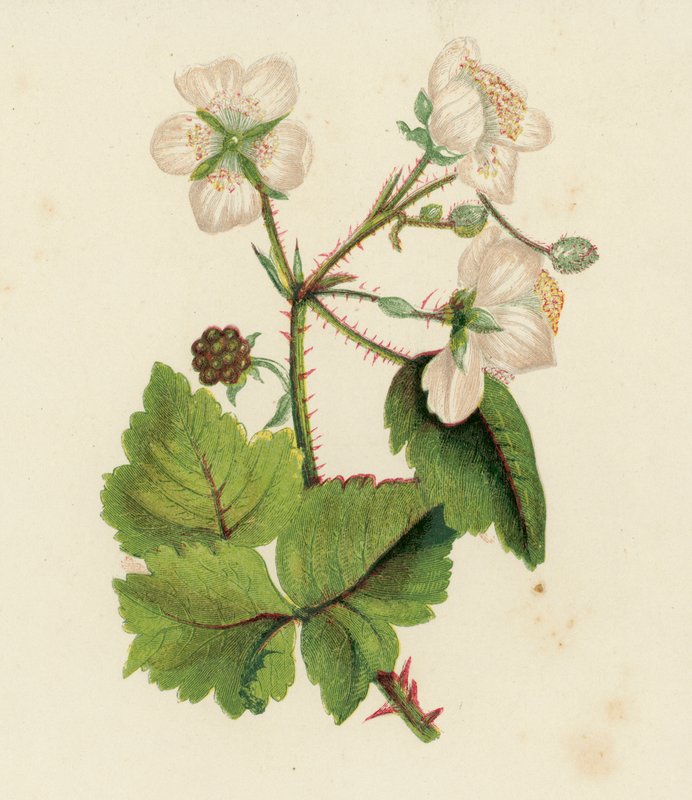 Common Bramble or Blackberry, Rubus Fruticosus by English School