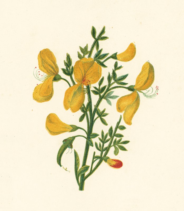 Common Broom, Cytisus Scoparius by English School