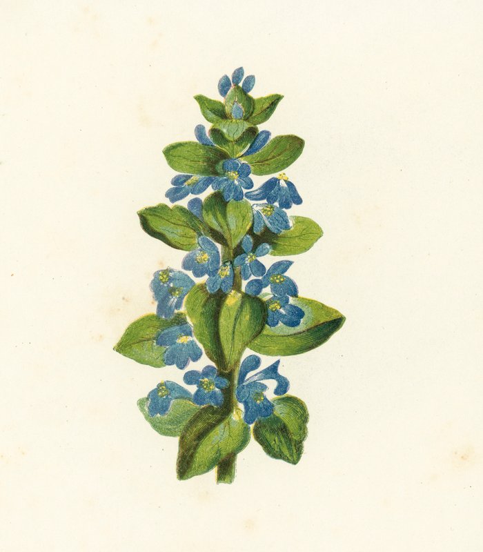 Common Bugle, Ajuga Reptans by English School