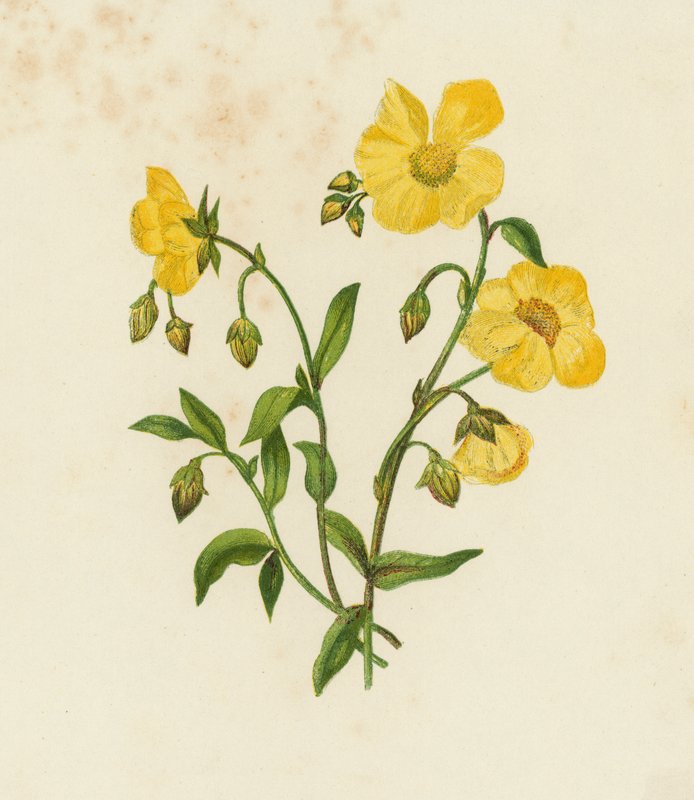 Common Cistus; or, Rock Rose, Helianthemum Vulgare by English School