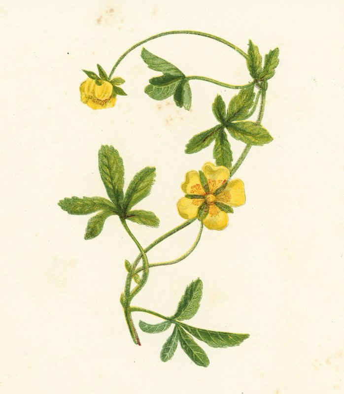 Common Creeping Cinquefoil, Potentilla Reptans by English School