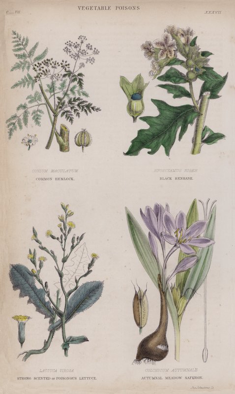 Common Hemlock; Black Henbane; Strong Scented or Poisonous Lettuce; Autumnal Meadow Saferon by English School