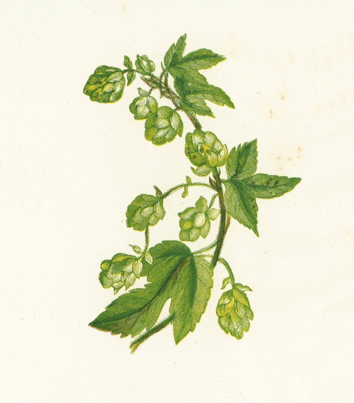 Common Hop, Humulus Lupulus by English School