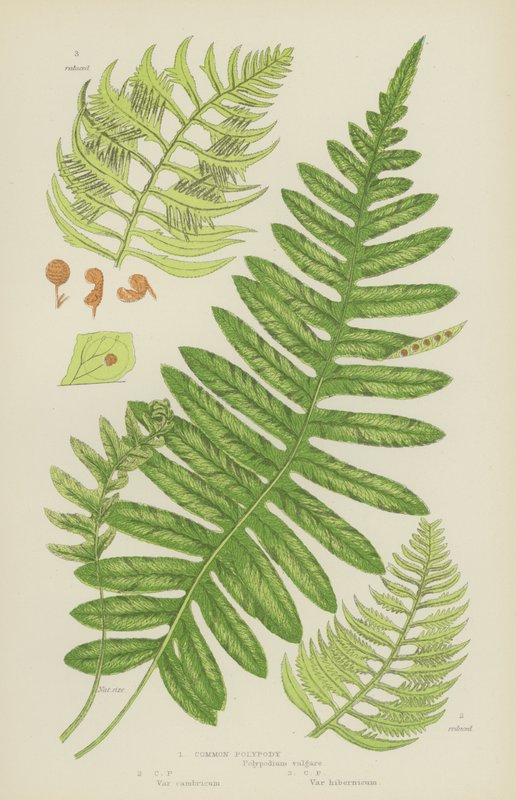 Common Polypody by English School