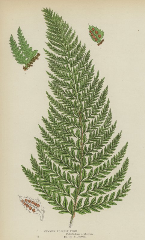 Common Prickly Fern by English School