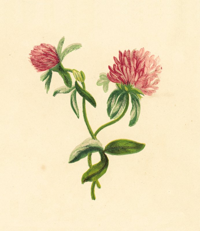 Common Purple Trefoil, Trifolium Pratense by English School