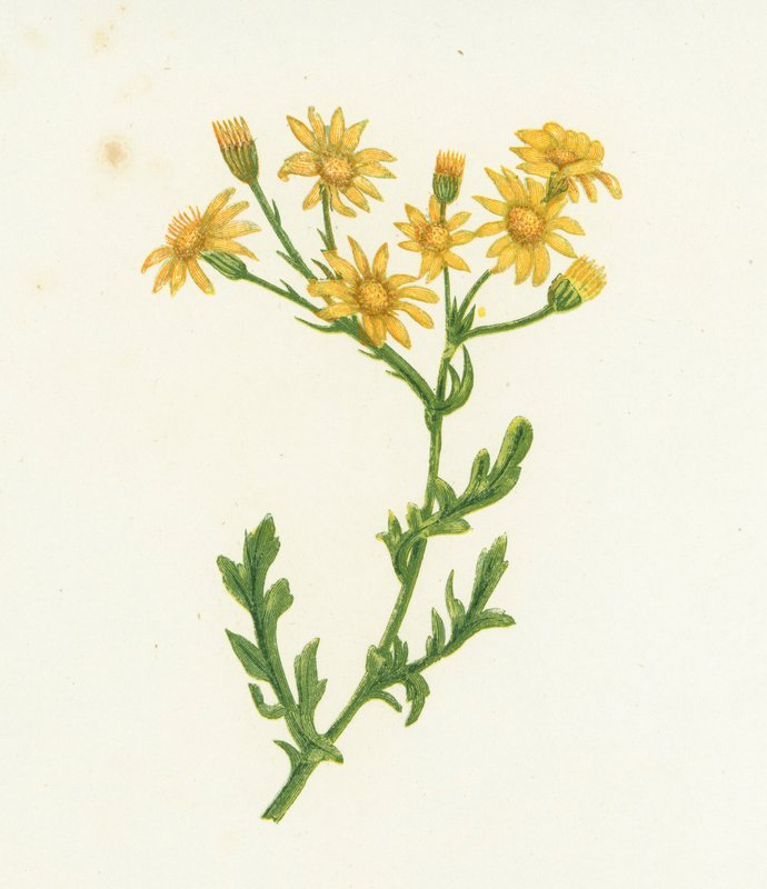 Common Ragwort, Senecio Jacobaea by English School