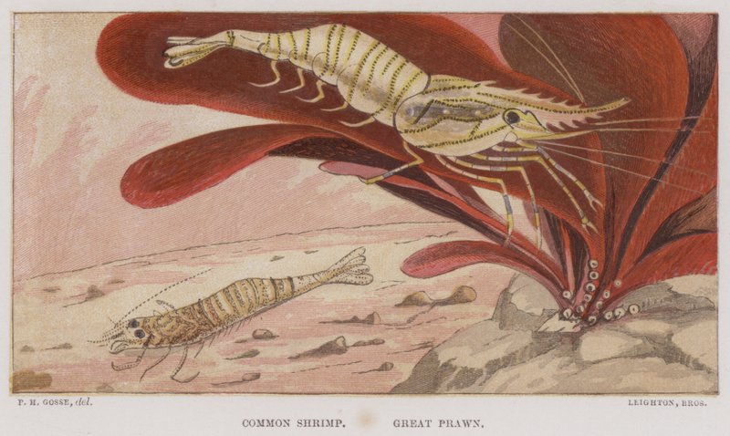 Common Shrimp, Great Prawn by English School