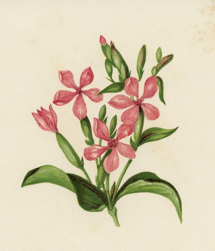 Common Soapwort, Saponaria Officinalis by English School
