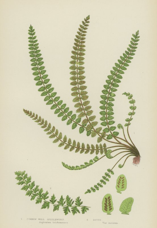 Common Wall Spleenwort by English School