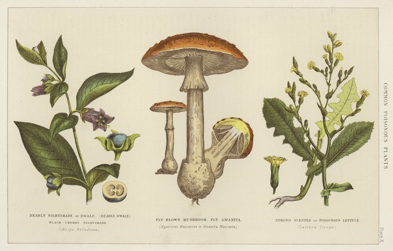 Common poisonous plants by English School