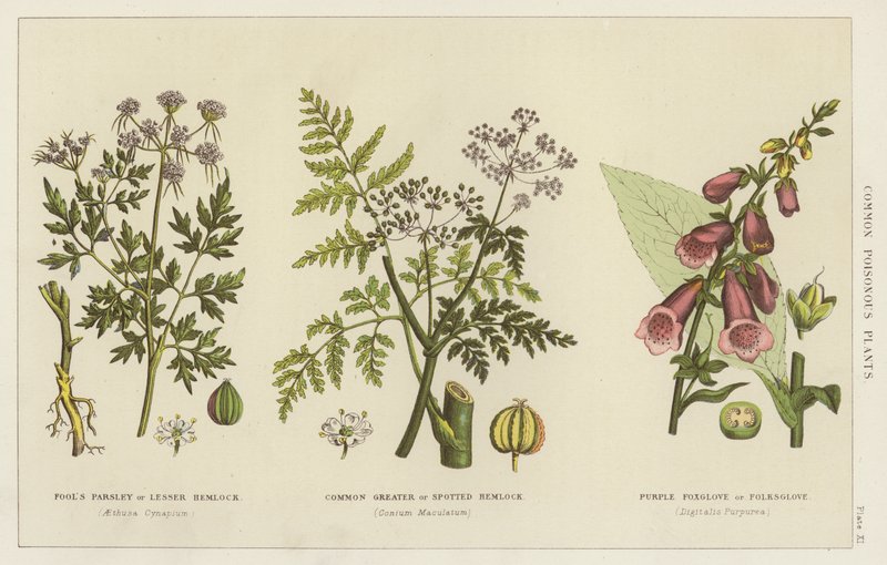 Common Poisonous Plants by English School